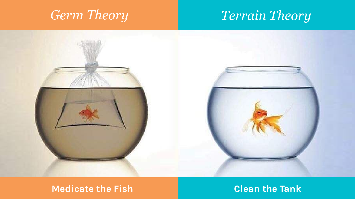 Germ vs. Terrain Theory